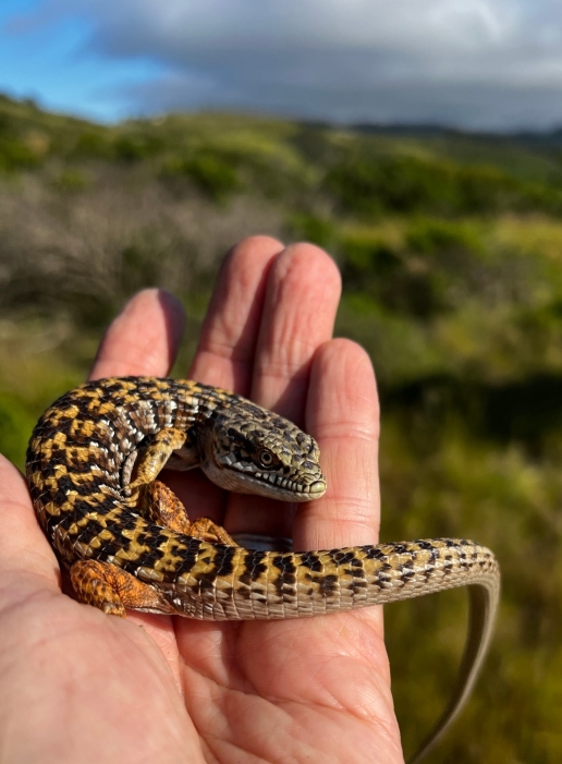 Southern Alligator Lizard